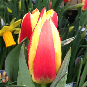 Tulip (Dwarf) 'Stressa' Loose Bulbs Per 10.